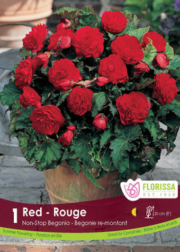 Non-stop 'Red' Begonia