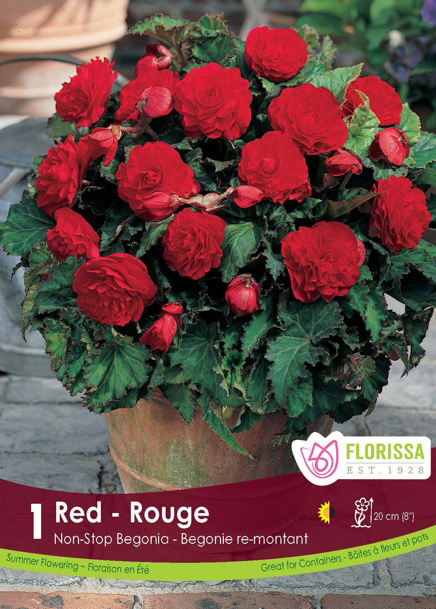 Bégonia Nonstop Rouge (<em>Begonia × tuberhybrida</em> ‘Nonstop Rouge’)