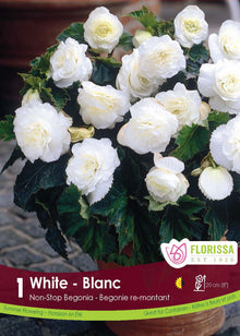 Bégonia Nonstop Blanc ( Begonia × tuberhybrida ‘Nonstop Blanc’) : un pot de bégonias couverts de fleurs doubles blanches. Le visuel Florissa présente la plante et son nom dans la partie inférieure de l’étiquette. La photographie occupe presque toute la surface, tandis que le bandeau du bas rassemble les indications du produit. Cette vue permet de reconnaître son apparence et de distinguer la variété présentée.