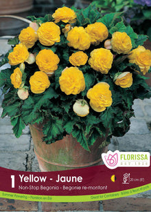 Bégonia Nonstop Jaune ( Begonia × tuberhybrida ‘Nonstop Jaune’) : un pot de bégonias couverts de fleurs doubles jaunes. Le visuel Florissa présente la plante et son nom dans la partie inférieure de l’étiquette. La photographie occupe presque toute la surface, tandis que le bandeau du bas rassemble les indications du produit. Cette vue permet de reconnaître son apparence et de distinguer la variété présentée.