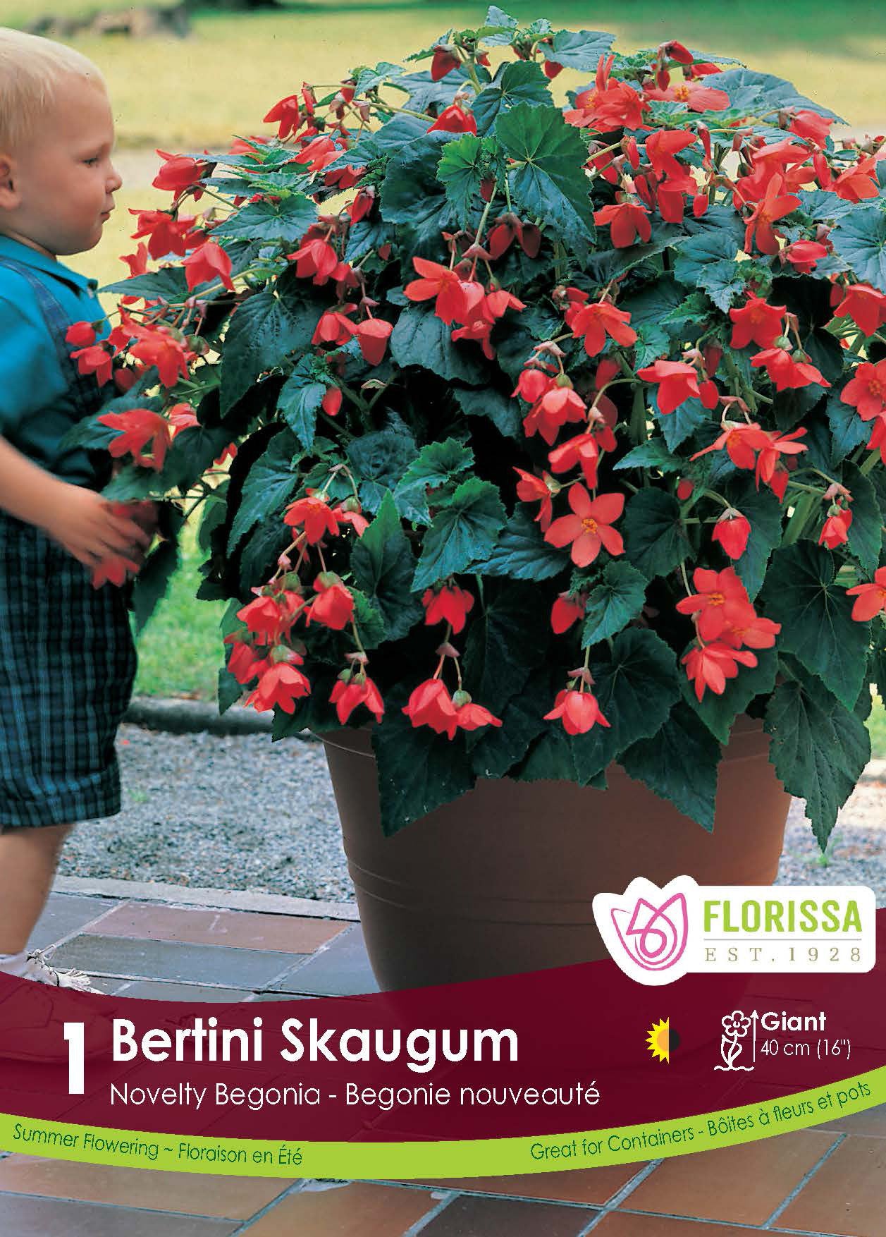 Bertini Skaugum begonia (<em>Begonia × bertinii</em> ‘Skaugum’)