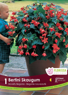 Bertini Skaugum begonia (<em>Begonia × bertinii</em> ‘Skaugum’)
