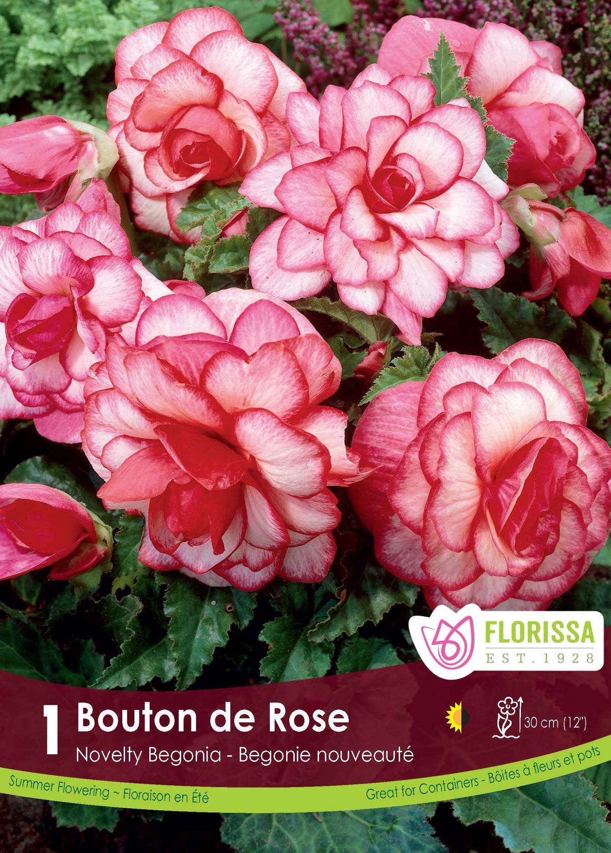 Bégonia Novelty Bouton de Rose ( Begonia × tuberhybrida ‘Novelty Bouton de Rose’) : des fleurs de bégonia blanches bordées de rose rouge. Le visuel Florissa présente la plante et son nom dans la partie inférieure de l’étiquette. La photographie occupe presque toute la surface, tandis que le bandeau du bas rassemble les indications du produit. Cette vue permet de reconnaître son apparence et de distinguer la variété présentée.