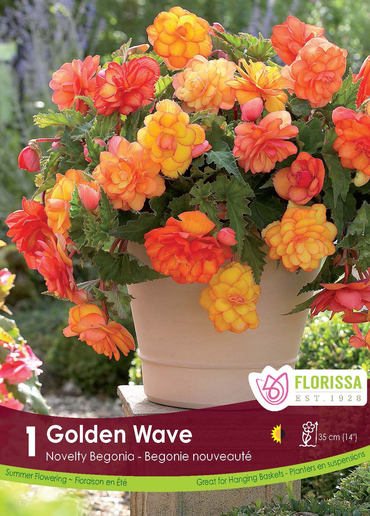 Bégonia Golden Wave ( Begonia × tuberhybrida ‘Golden Wave’) : un bégonia jaune et orange installé dans un grand pot clair. Le visuel Florissa présente la plante et son nom dans la partie inférieure de l’étiquette. La photographie occupe presque toute la surface, tandis que le bandeau du bas rassemble les indications du produit. Cette vue permet de reconnaître son apparence et de distinguer la variété présentée.