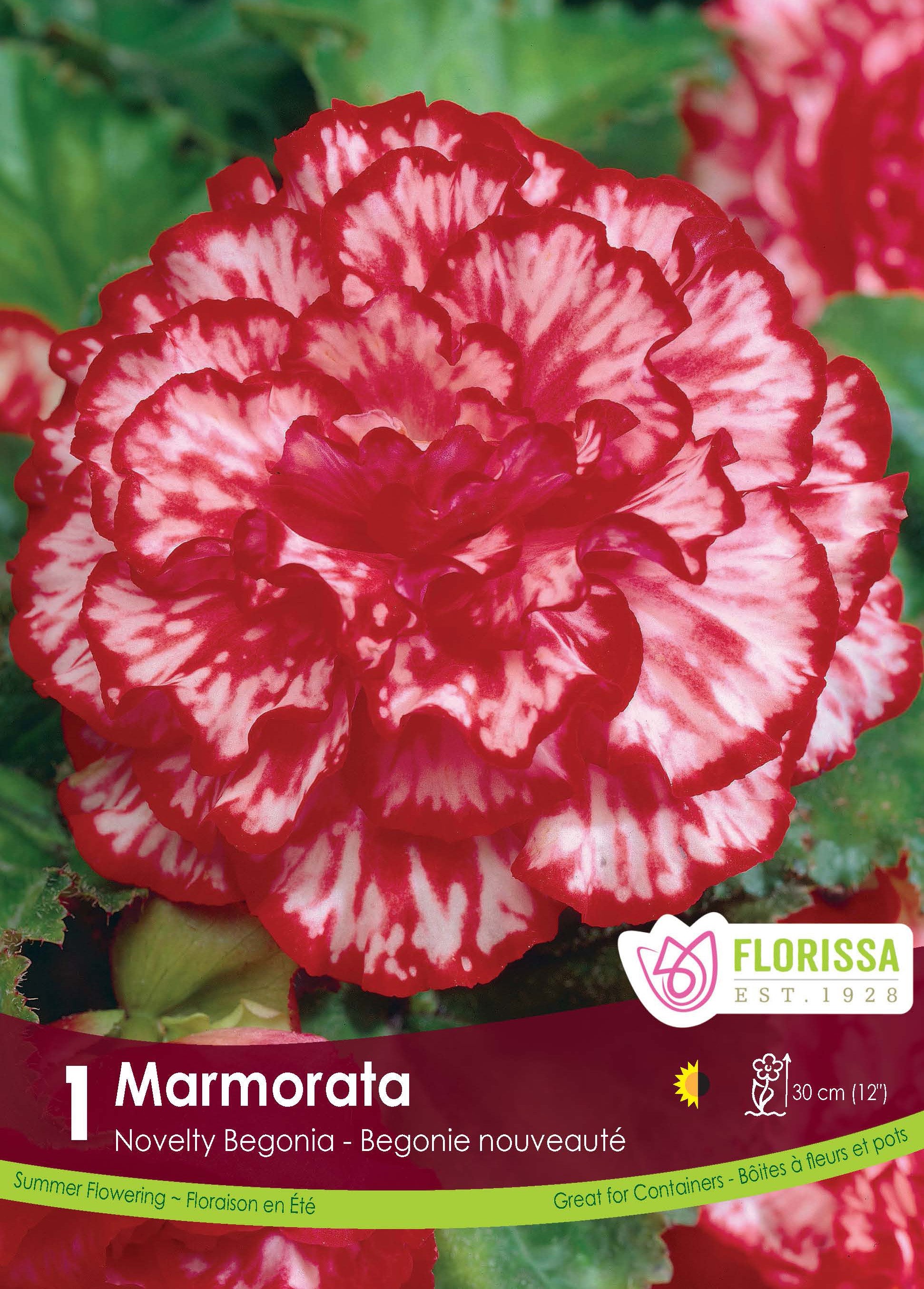Bégonia Marmorata (<em>Begonia × tuberhybrida</em> ‘Marmorata’)