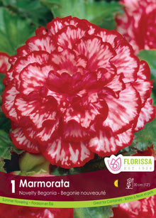 Bégonia Marmorata (<em>Begonia × tuberhybrida</em> ‘Marmorata’)