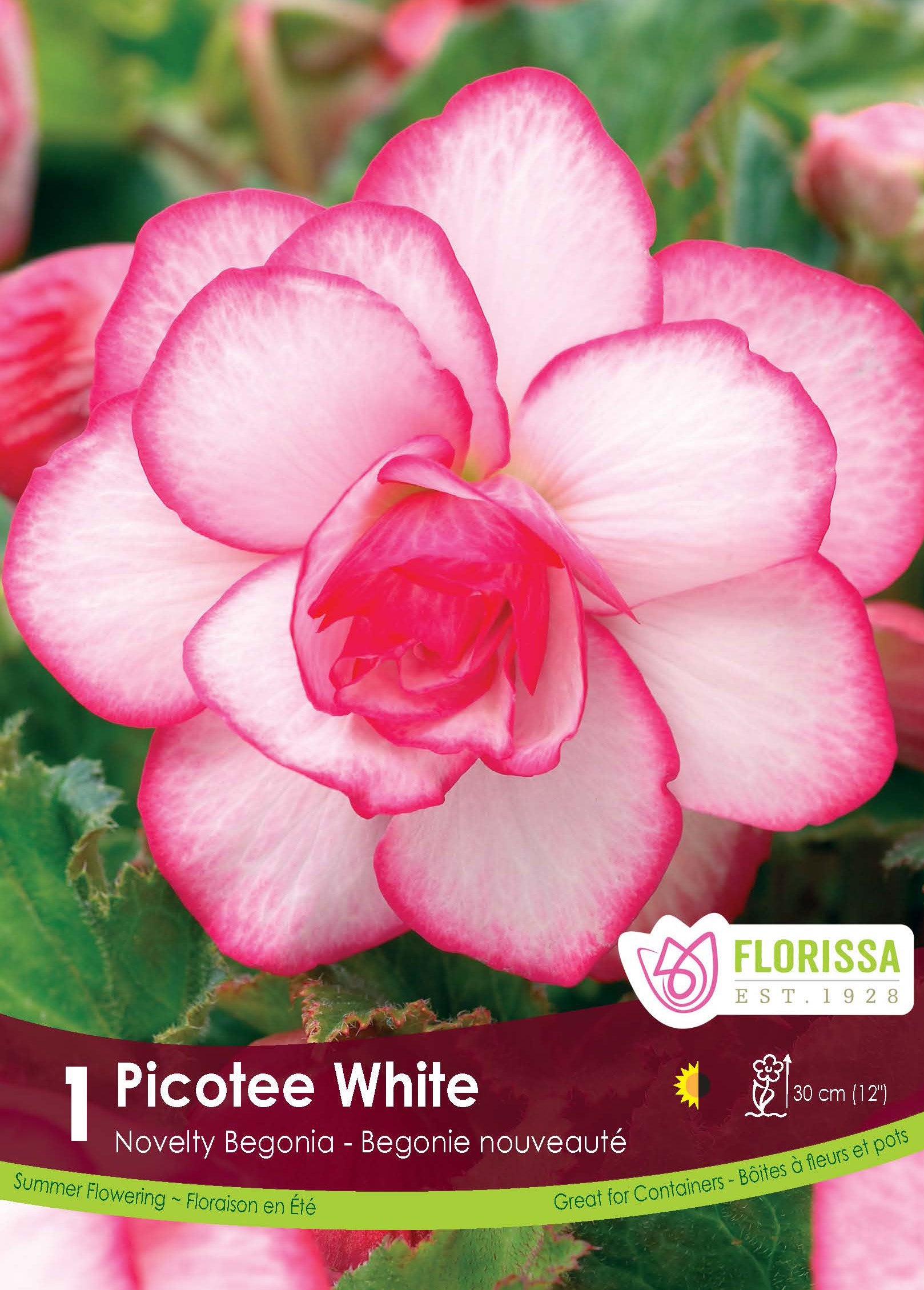 Picotee White begonia (<em>Begonia × tuberhybrida</em> ‘Picotee White’)