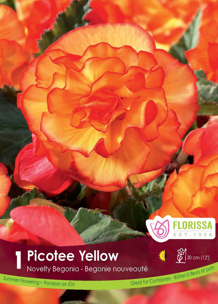 Bégonia Novelty Picotée Jaune (<em>Begonia × tuberhybrida</em> ‘Novelty Picotée Jaune’)