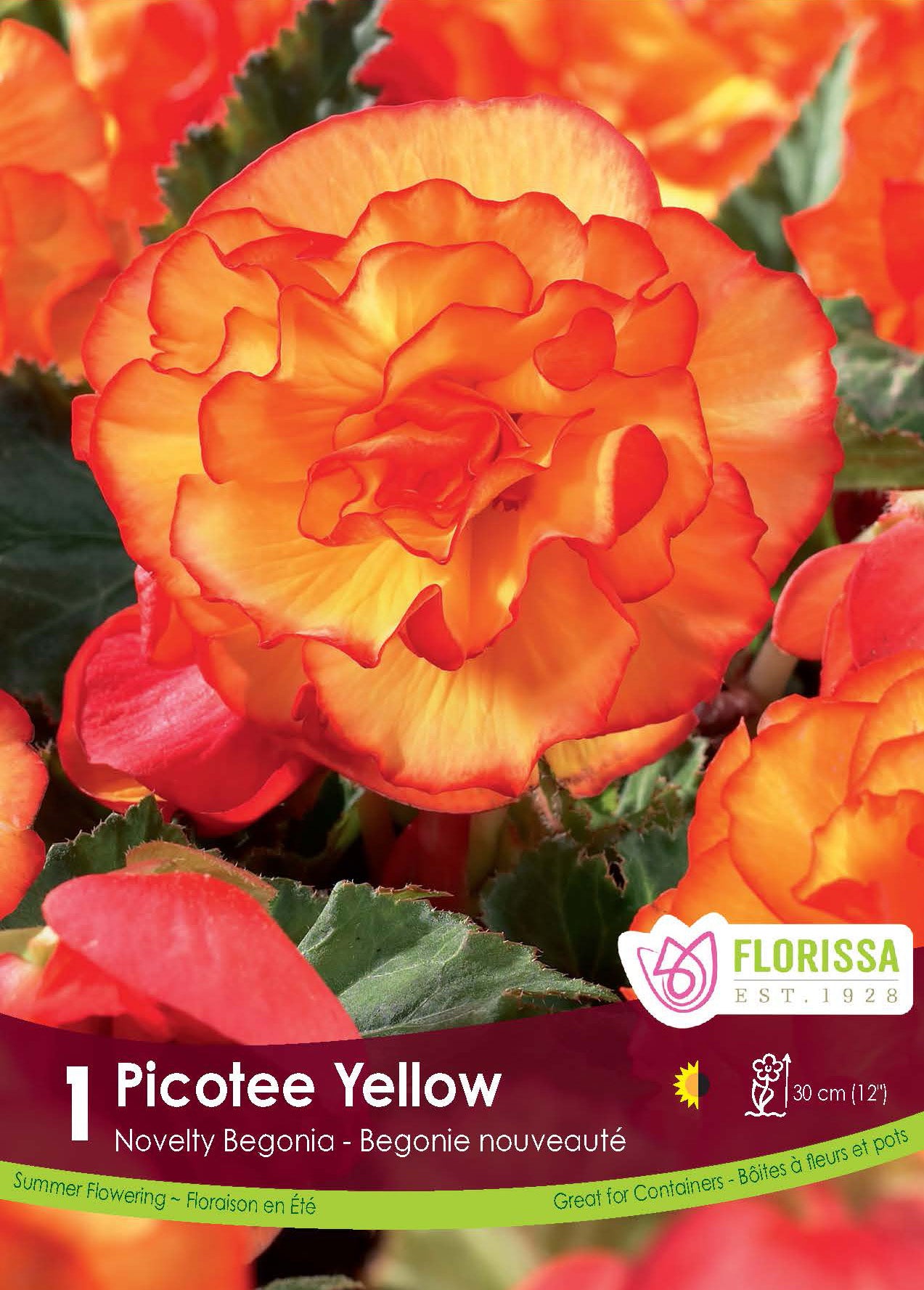 Picotee Yellow begonia (<em>Begonia × tuberhybrida</em> ‘Picotee Yellow’)