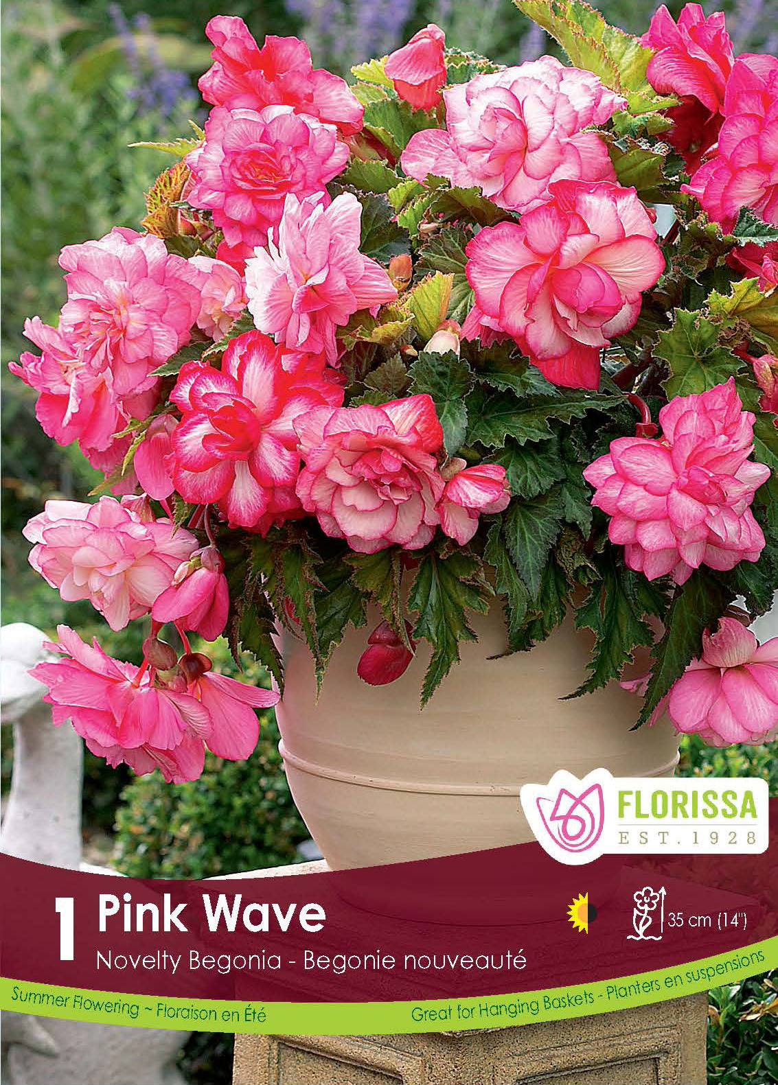 Bégonia Pink Wave ( Begonia × tuberhybrida ‘Pink Wave’) : un bégonia retombant couvert de fleurs doubles roses. Le visuel Florissa présente la plante et son nom dans la partie inférieure de l’étiquette. La photographie occupe presque toute la surface, tandis que le bandeau du bas rassemble les indications du produit. Cette vue permet de reconnaître son apparence et de distinguer la variété présentée.
