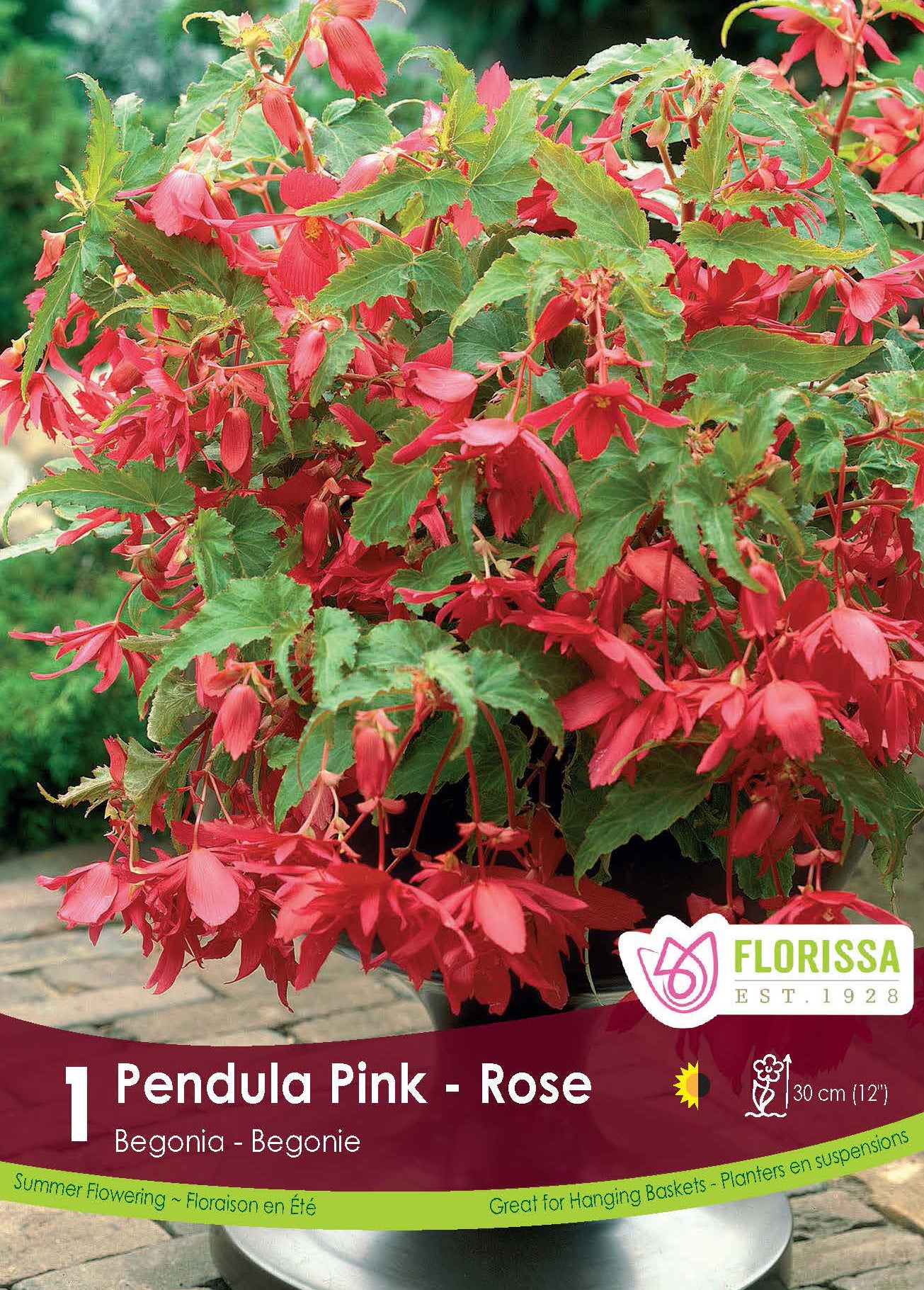 Pendula Pink begonia (<em>Begonia × tuberhybrida</em> ‘Pendula Pink’)