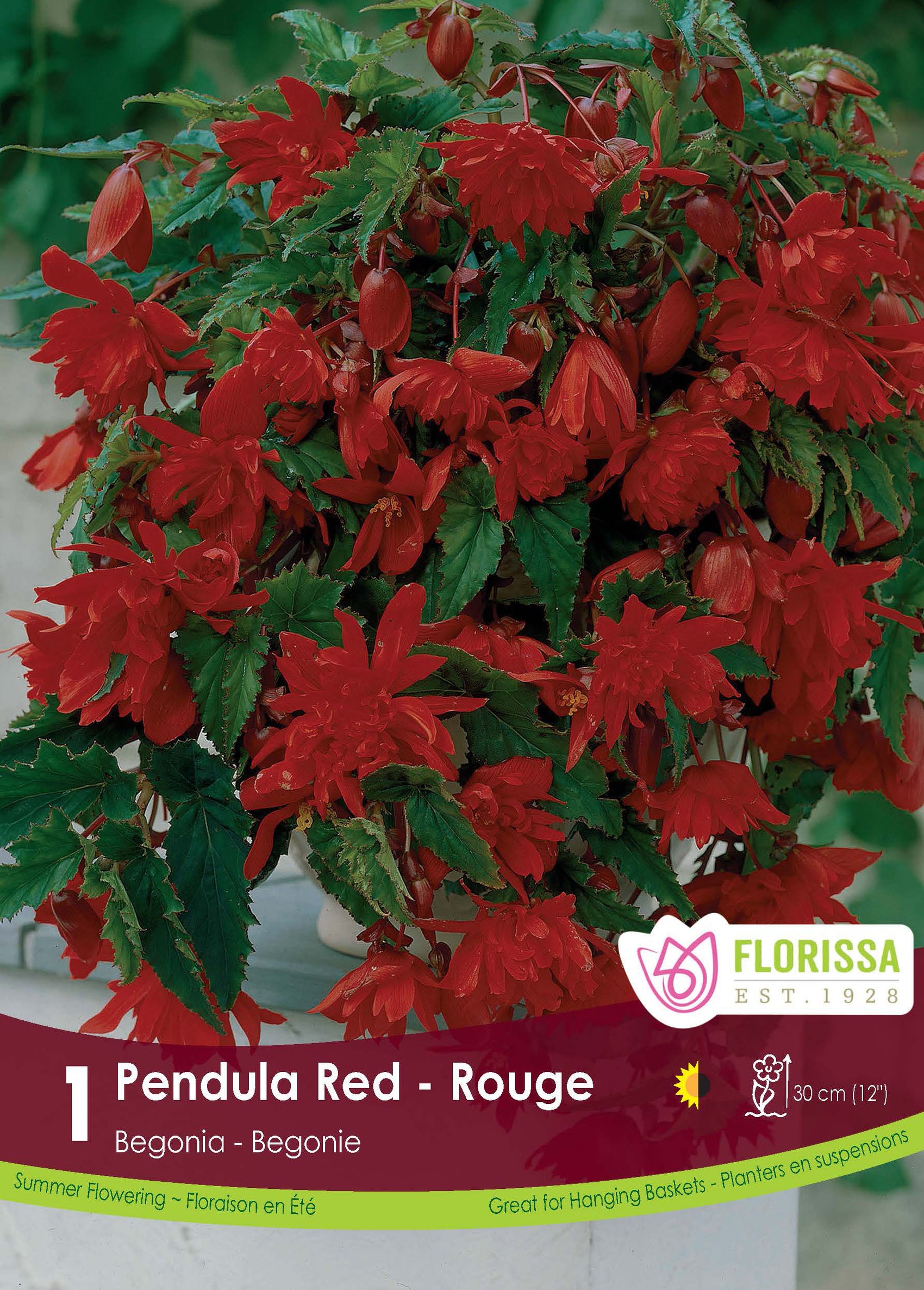 Pendula Red begonia (<em>Begonia × tuberhybrida</em> ‘Pendula Red’)