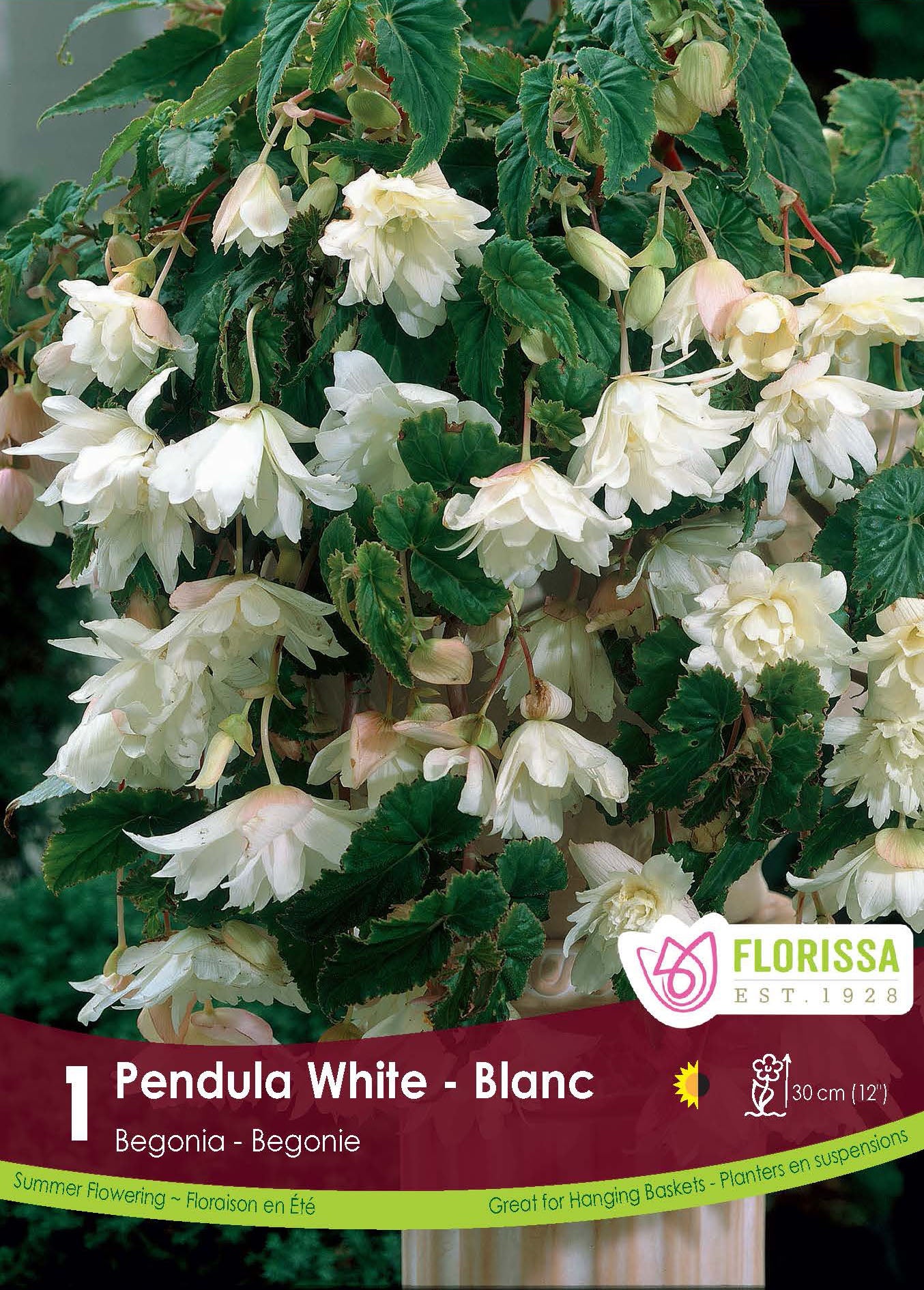 Pendula White begonia (<em>Begonia × tuberhybrida</em> ‘Pendula White’)