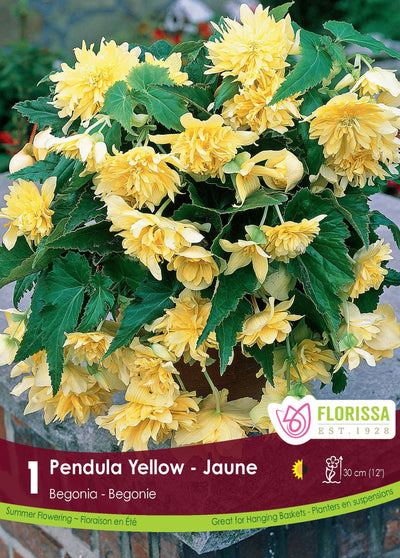Bégonia 'Pendula Yellow'