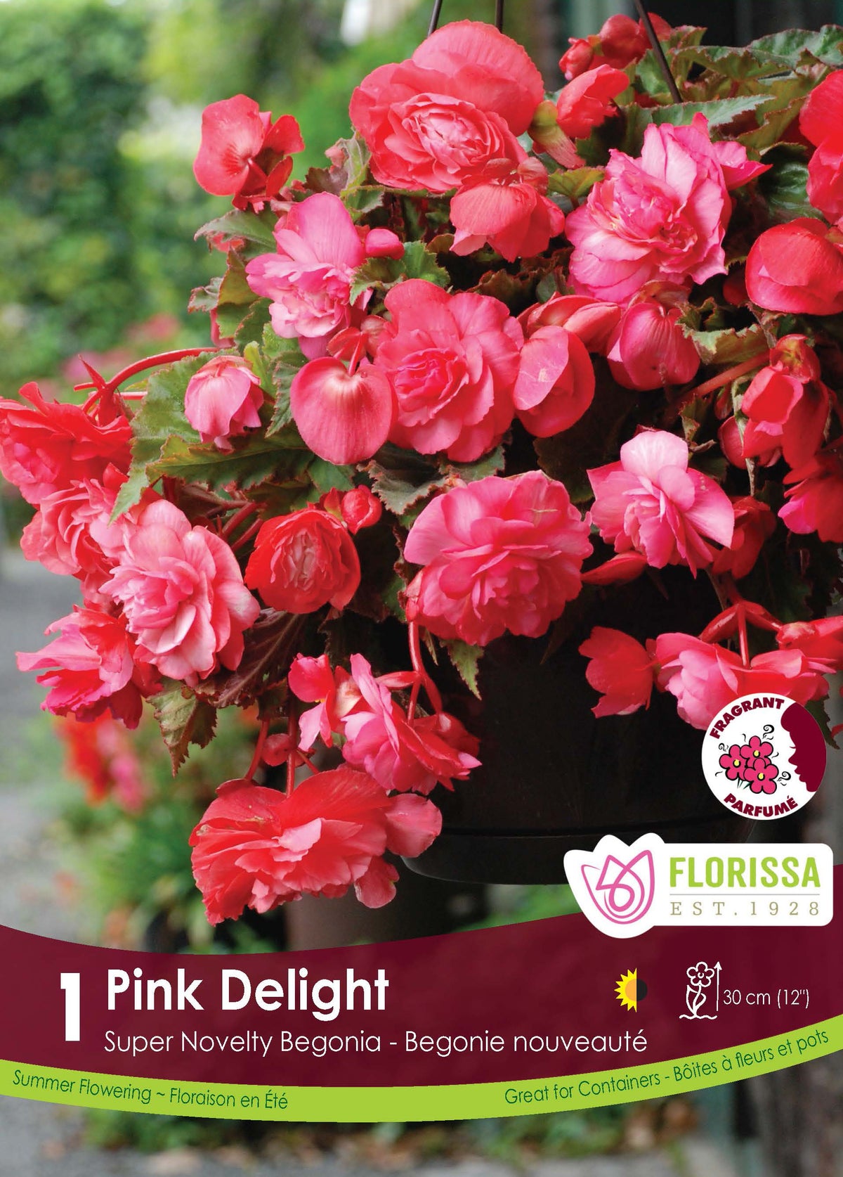 Bégonia Pink Delight ( Begonia × tuberhybrida ‘Pink Delight’) : un bégonia retombant aux fleurs rose vif parmi les feuilles vertes. Le visuel Florissa présente la plante et son nom dans la partie inférieure de l’étiquette. La photographie occupe presque toute la surface, tandis que le bandeau du bas rassemble les indications du produit. Cette vue permet de reconnaître son apparence et de distinguer la variété présentée.