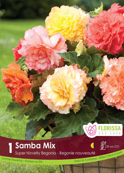 Bégonia Super Novelty 'Samba'