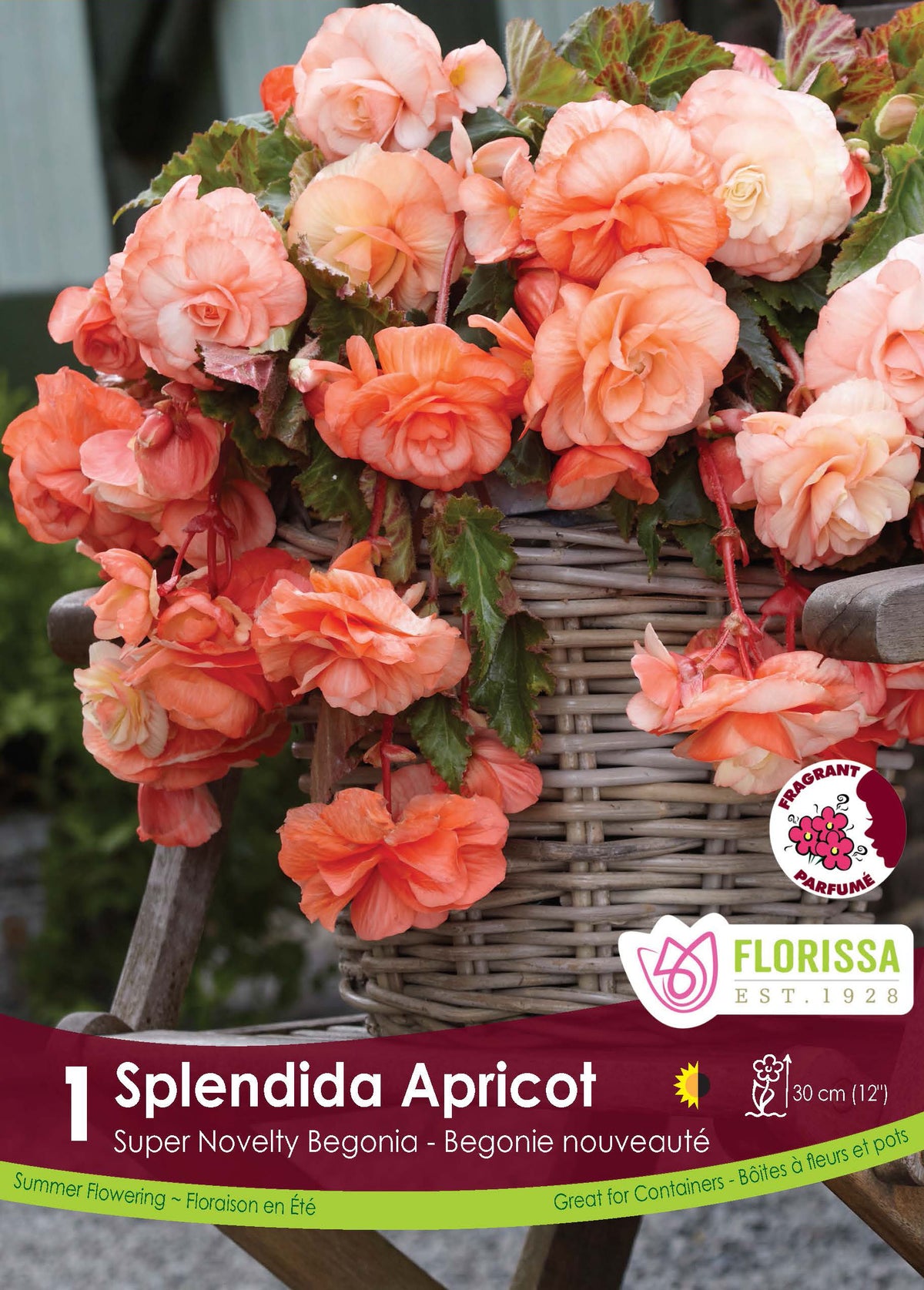 Bégonia Super Novelty ‘Splendide Abricot’ ( Begonia ) : un panier débordant de fleurs doubles de bégonia abricot. Le visuel Florissa présente la plante et son nom dans la partie inférieure de l’étiquette. La photographie occupe presque toute la surface, tandis que le bandeau du bas rassemble les indications du produit. Cette vue permet de reconnaître son apparence et de distinguer la variété présentée.