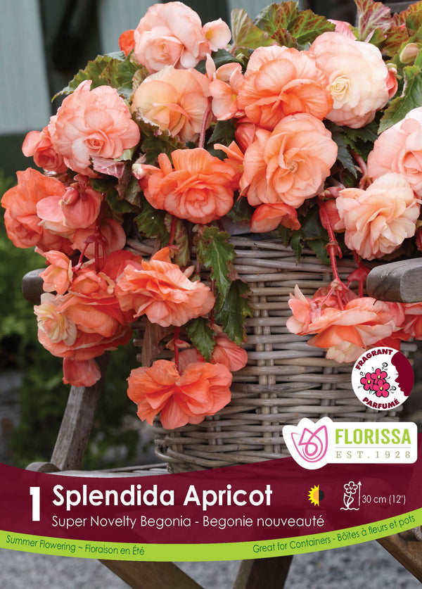Begonia 'Superba Novelty Splendid Apricot'