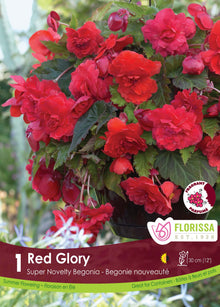 Bégonia Red Glory ( Begonia × tuberhybrida ‘Red Glory’) : un bégonia couvert de fleurs doubles rouges. Le visuel Florissa présente la plante et son nom dans la partie inférieure de l’étiquette. La photographie occupe presque toute la surface, tandis que le bandeau du bas rassemble les indications du produit. Cette vue permet de reconnaître son apparence et de distinguer la variété présentée.