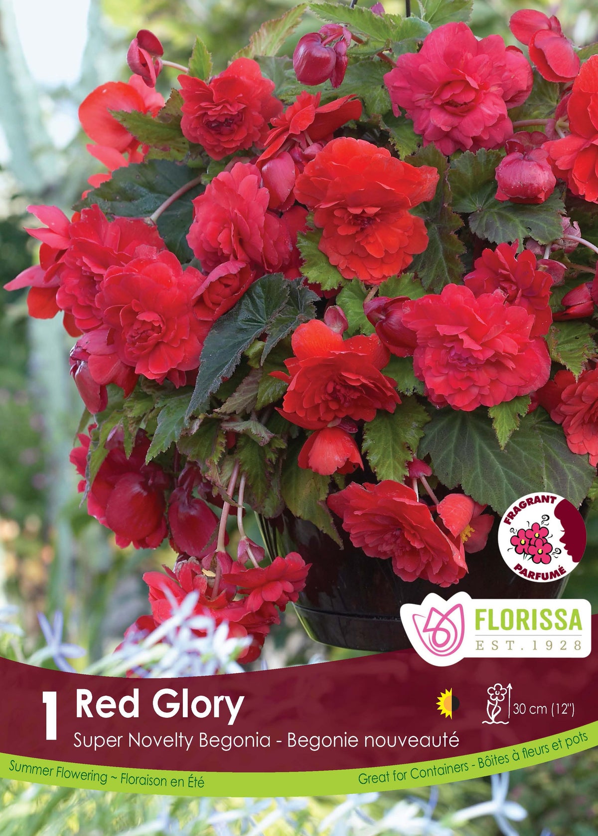 Bégonia Red Glory ( Begonia × tuberhybrida ‘Red Glory’) : un bégonia couvert de fleurs doubles rouges. Le visuel Florissa présente la plante et son nom dans la partie inférieure de l’étiquette. La photographie occupe presque toute la surface, tandis que le bandeau du bas rassemble les indications du produit. Cette vue permet de reconnaître son apparence et de distinguer la variété présentée.