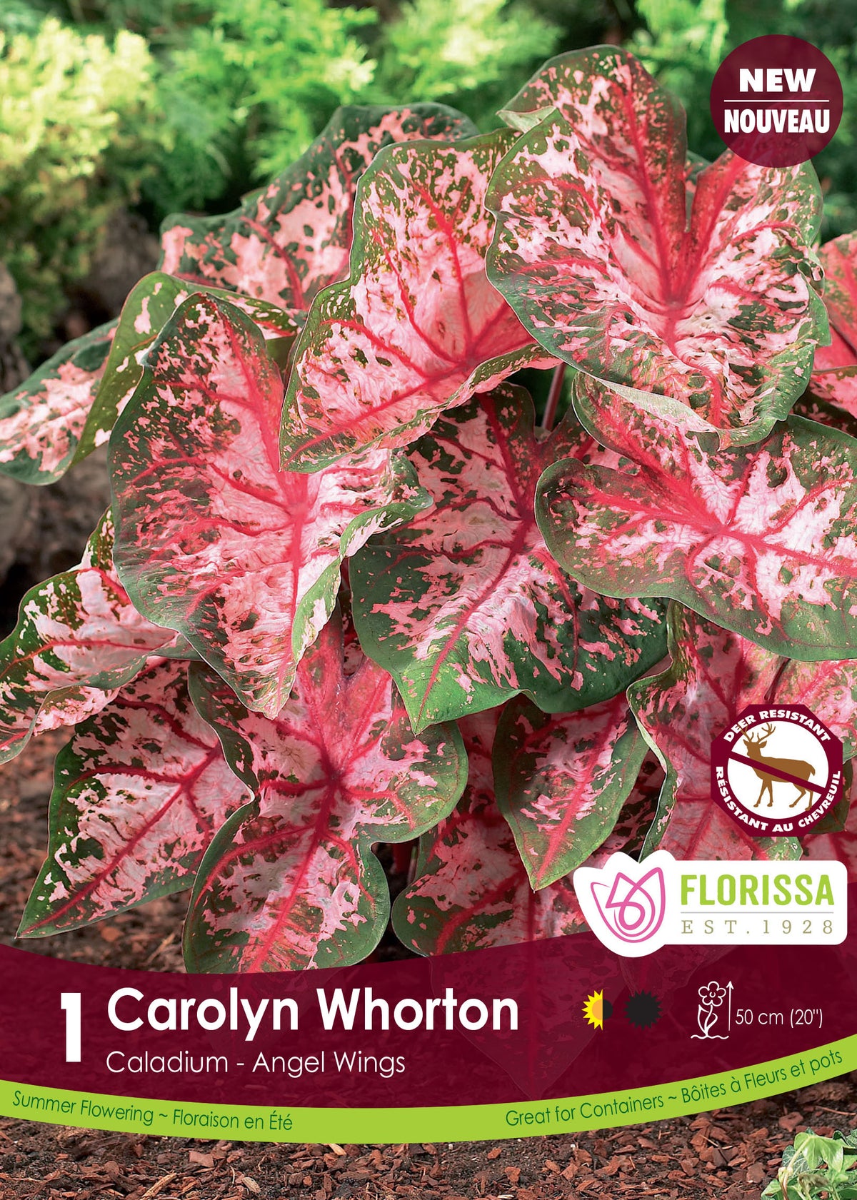 Caladium Carolyn Whorton ( Caladium bicolor ‘Carolyn Whorton’) : des feuilles de caladium roses, blanches et vertes aux nervures rouges. Le visuel Florissa présente la plante et son nom dans la partie inférieure de l’étiquette. La photographie occupe presque toute la surface, tandis que le bandeau du bas rassemble les indications du produit. Cette vue permet de reconnaître son apparence et de distinguer la variété présentée.