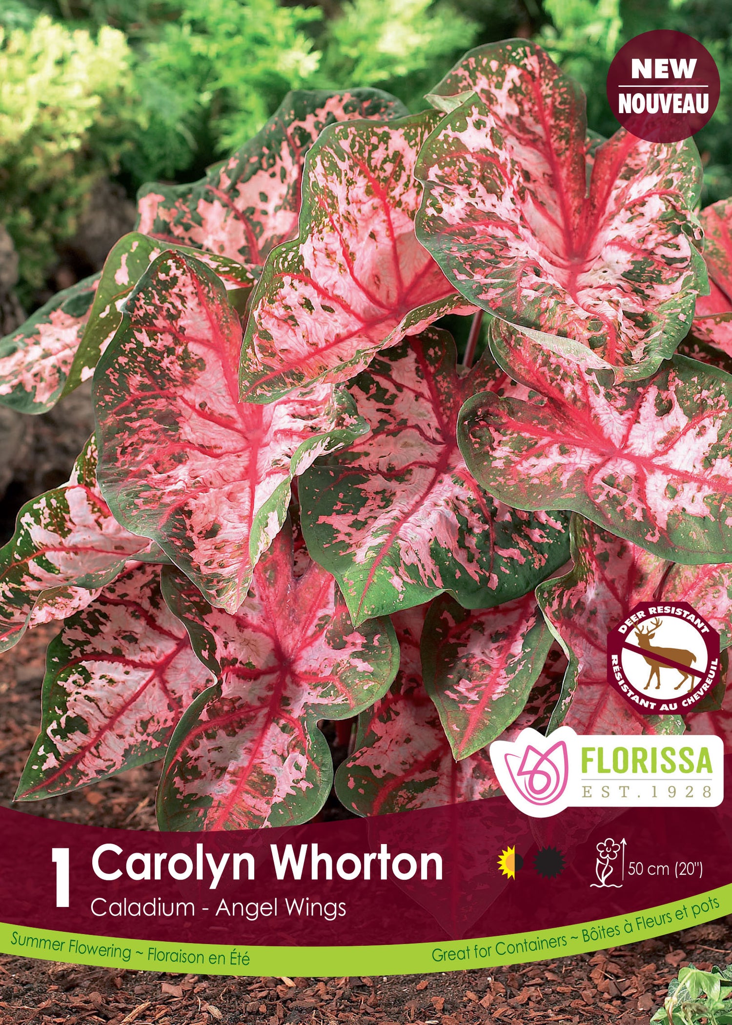 Caladium 'Carolyn Whorton'