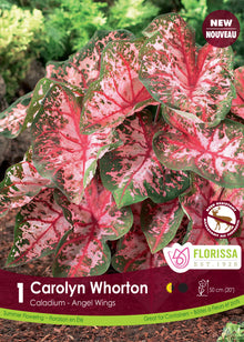 Caladium Carolyn Whorton ( Caladium bicolor ‘Carolyn Whorton’) : des feuilles de caladium roses, blanches et vertes aux nervures rouges. Le visuel Florissa présente la plante et son nom dans la partie inférieure de l’étiquette. La photographie occupe presque toute la surface, tandis que le bandeau du bas rassemble les indications du produit. Cette vue permet de reconnaître son apparence et de distinguer la variété présentée.