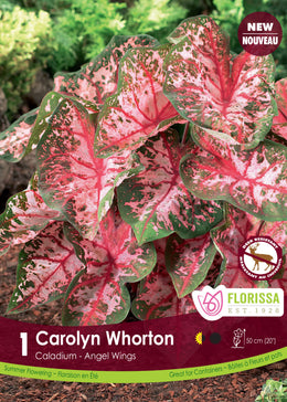 Caladium 'Carolyn Whorton'