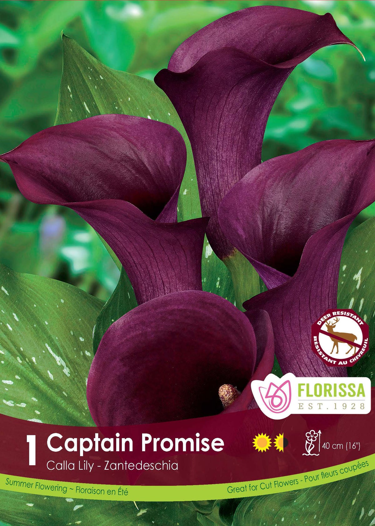Calla Captain Promise ( Zantedeschia ‘Captain Promise’) : des callas pourpre foncé aux spathes évasées. Le visuel Florissa présente la plante et son nom dans la partie inférieure de l’étiquette. La photographie occupe presque toute la surface, tandis que le bandeau du bas rassemble les indications du produit. Cette vue permet de reconnaître son apparence et de distinguer la variété présentée.