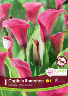 Calla Captain Romance ( Zantedeschia ‘Captain Romance’) : des callas rose vif aux spathes dressées. Le visuel Florissa présente la plante et son nom dans la partie inférieure de l’étiquette. La photographie occupe presque toute la surface, tandis que le bandeau du bas rassemble les indications du produit. Cette vue permet de reconnaître son apparence et de distinguer la variété présentée.