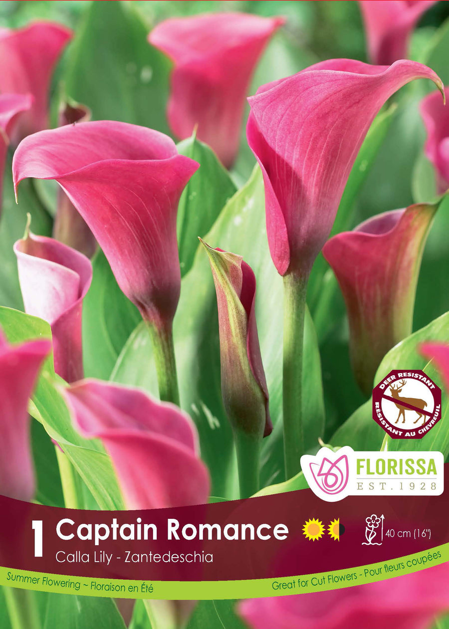 Calla 'Capitaine Romance'