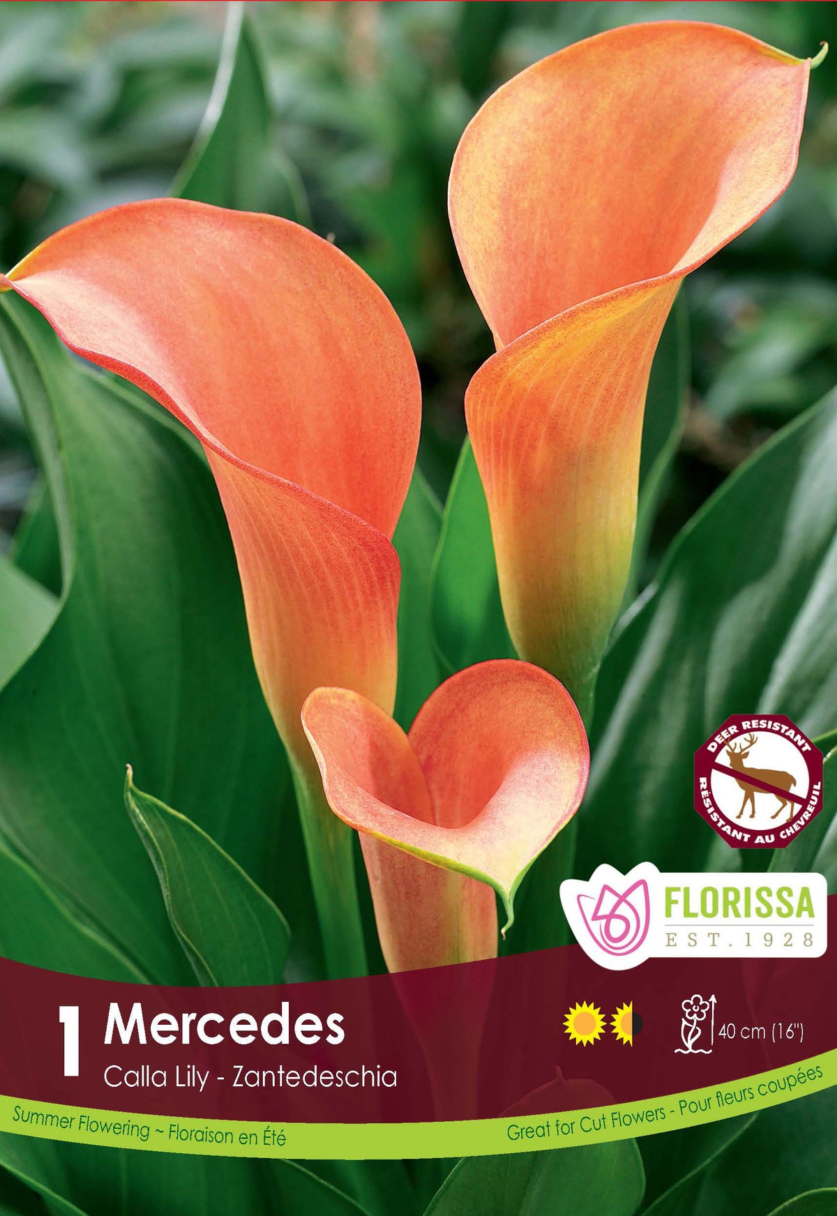 Calla Mercedes ( Zantedeschia ‘Mercedes’) : des callas orange pêche au-dessus de feuilles vertes. Le visuel Florissa présente la plante et son nom dans la partie inférieure de l’étiquette. La photographie occupe presque toute la surface, tandis que le bandeau du bas rassemble les indications du produit. Cette vue permet de reconnaître son apparence et de distinguer la variété présentée.