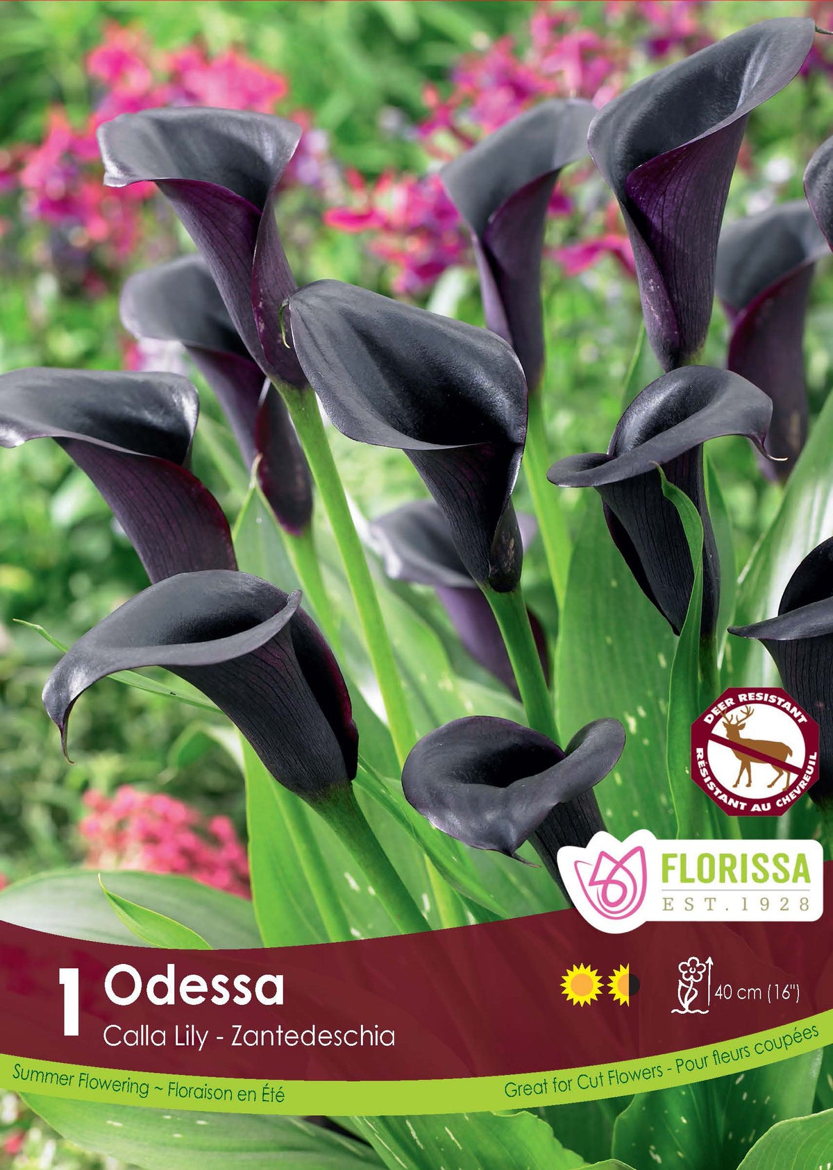 Calla Odessa ( Zantedeschia ‘Odessa’) : des callas pourpre presque noir aux spathes étroites. Le visuel Florissa présente la plante et son nom dans la partie inférieure de l’étiquette. La photographie occupe presque toute la surface, tandis que le bandeau du bas rassemble les indications du produit. Cette vue permet de reconnaître son apparence et de distinguer la variété présentée.