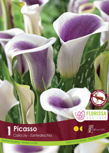 Calla Picasso ( Zantedeschia ‘Picasso’) : des callas blancs dont l’intérieur est pourpre. Le visuel Florissa présente la plante et son nom dans la partie inférieure de l’étiquette. La photographie occupe presque toute la surface, tandis que le bandeau du bas rassemble les indications du produit. Cette vue permet de reconnaître son apparence et de distinguer la variété présentée.