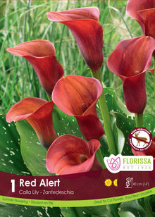 Calla Red Alert (<em>Zantedeschia</em> ‘Red Alert’)