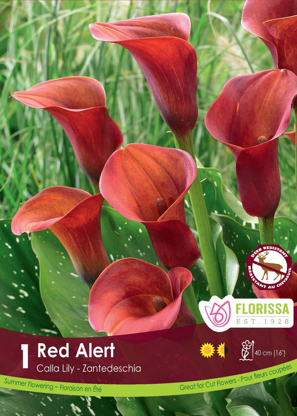 Calla 'Red Alert' (1 rhizome)
