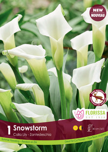 Calla Snow Storm ( Zantedeschia ‘Snow Storm’) : des callas blancs au-dessus de feuilles vertes. Le visuel Florissa présente la plante et son nom dans la partie inférieure de l’étiquette. La photographie occupe presque toute la surface, tandis que le bandeau du bas rassemble les indications du produit. Cette vue permet de reconnaître son apparence et de distinguer la variété présentée.