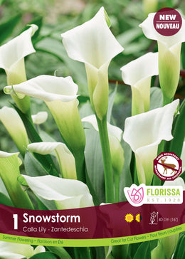 Calla ‘Snow Storm’