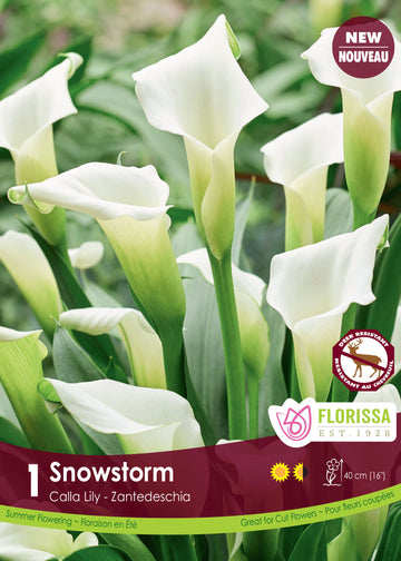Calla 'Snow Storm'