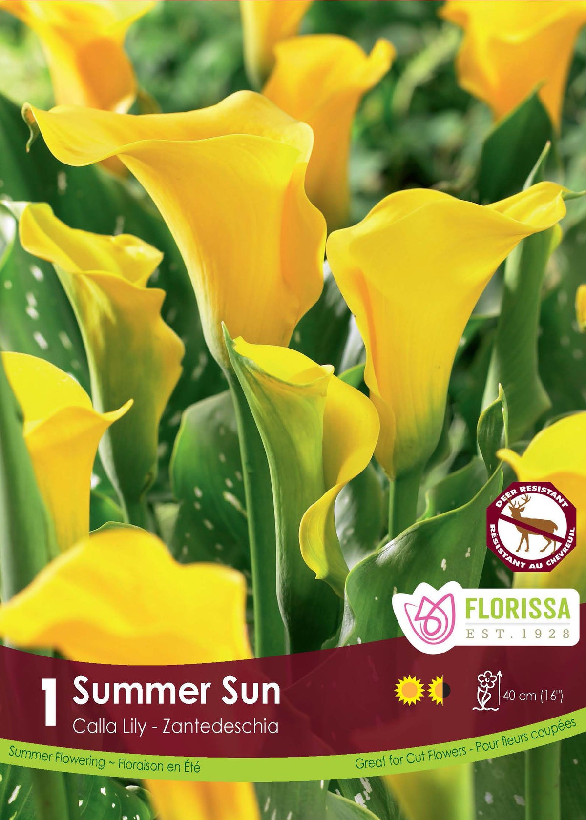 Calla Summer Sun ( Zantedeschia ‘Summer Sun’) : des callas jaunes aux spathes dressées. Le visuel Florissa présente la plante et son nom dans la partie inférieure de l’étiquette. La photographie occupe presque toute la surface, tandis que le bandeau du bas rassemble les indications du produit. Cette vue permet de reconnaître son apparence et de distinguer la variété présentée.