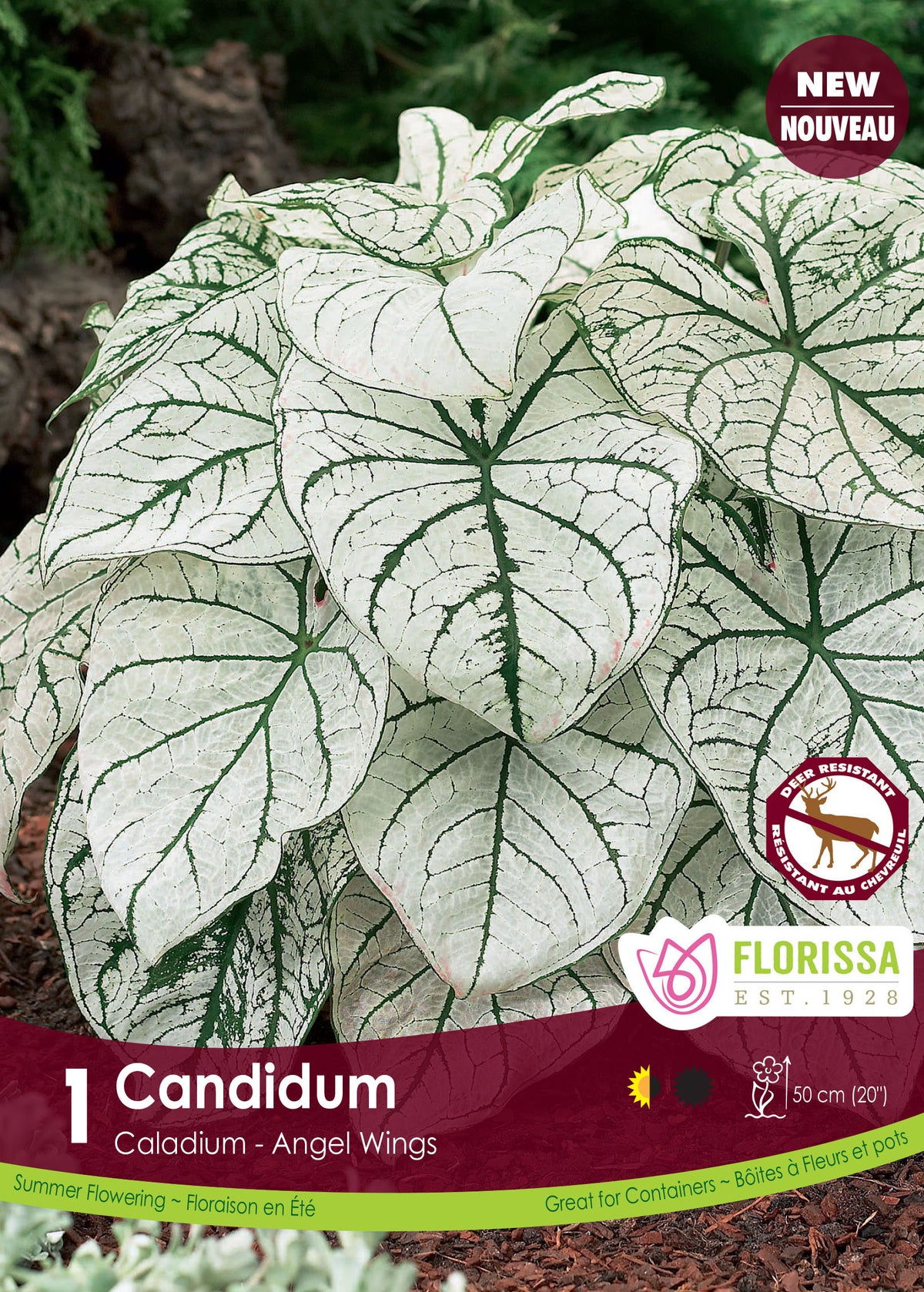 Caladium Candidum ( Caladium bicolor ‘Candidum’) : des feuilles de caladium blanches parcourues de nervures vert foncé. Le visuel Florissa présente la plante et son nom dans la partie inférieure de l’étiquette. La photographie occupe presque toute la surface, tandis que le bandeau du bas rassemble les indications du produit. Cette vue permet de reconnaître son apparence et de distinguer la variété présentée.