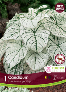 Caladium Candidum ( Caladium bicolor ‘Candidum’) : des feuilles de caladium blanches parcourues de nervures vert foncé. Le visuel Florissa présente la plante et son nom dans la partie inférieure de l’étiquette. La photographie occupe presque toute la surface, tandis que le bandeau du bas rassemble les indications du produit. Cette vue permet de reconnaître son apparence et de distinguer la variété présentée.