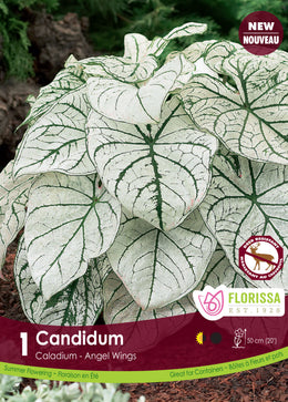 Caladium ‘Candidum’