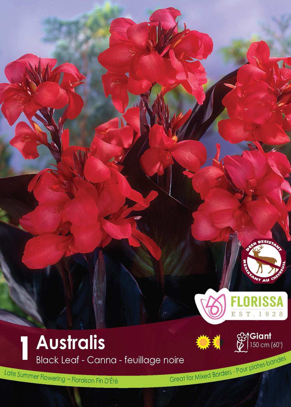 Canna ‘Australis’ ( Canna ) : des fleurs de canna rouges au-dessus d’un feuillage sombre. Le visuel Florissa présente la plante et son nom dans la partie inférieure de l’étiquette. La photographie occupe presque toute la surface, tandis que le bandeau du bas rassemble les indications du produit. Cette vue permet de reconnaître son apparence et de distinguer la variété présentée.