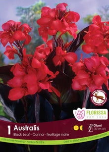 Canna ‘Australis’ ( Canna ) : des fleurs de canna rouges au-dessus d’un feuillage sombre. Le visuel Florissa présente la plante et son nom dans la partie inférieure de l’étiquette. La photographie occupe presque toute la surface, tandis que le bandeau du bas rassemble les indications du produit. Cette vue permet de reconnaître son apparence et de distinguer la variété présentée.