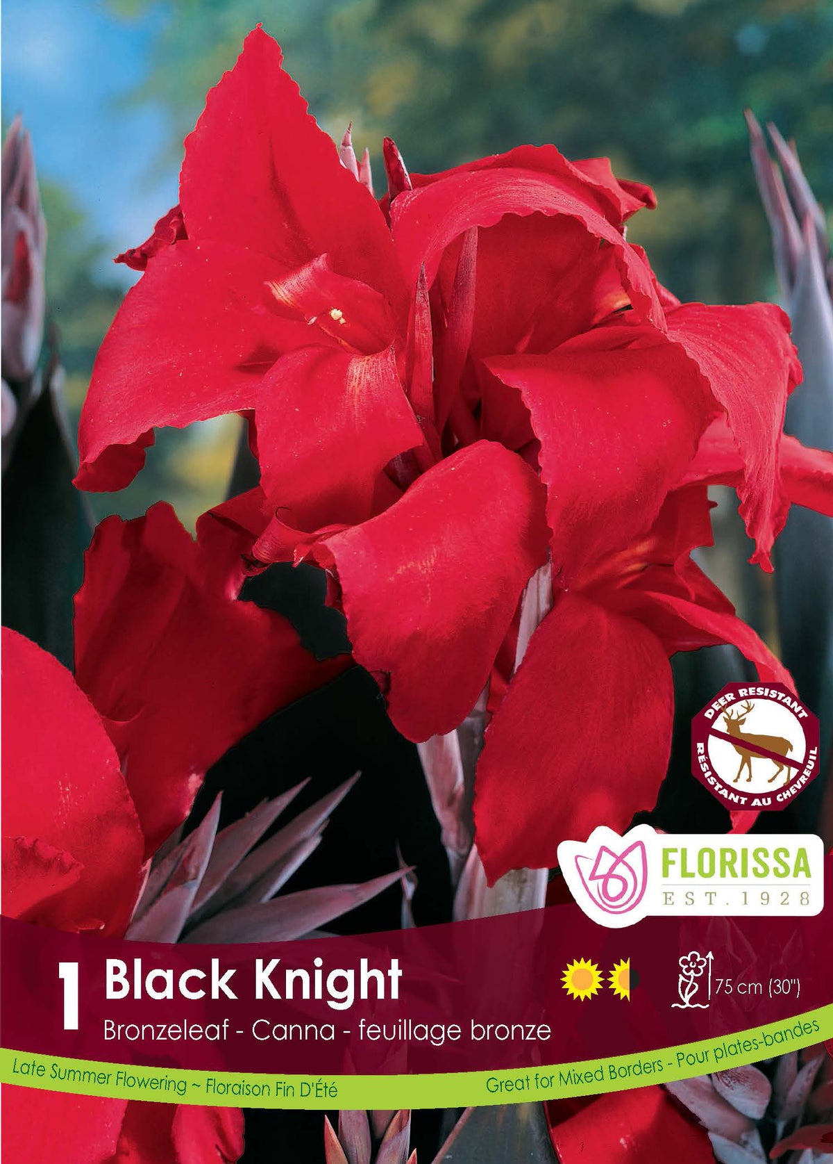 Canna ‘Black Knight’ ( Canna ) : des fleurs de canna rouges devant des feuilles pourprées. Le visuel Florissa présente la plante et son nom dans la partie inférieure de l’étiquette. La photographie occupe presque toute la surface, tandis que le bandeau du bas rassemble les indications du produit. Cette vue permet de reconnaître son apparence et de distinguer la variété présentée.
