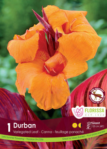 Canna ‘Durban’ ( Canna ) : une fleur de canna orange devant des feuilles pourprées. Le visuel Florissa présente la plante et son nom dans la partie inférieure de l’étiquette. La photographie occupe presque toute la surface, tandis que le bandeau du bas rassemble les indications du produit. Cette vue permet de reconnaître son apparence et de distinguer la variété présentée.