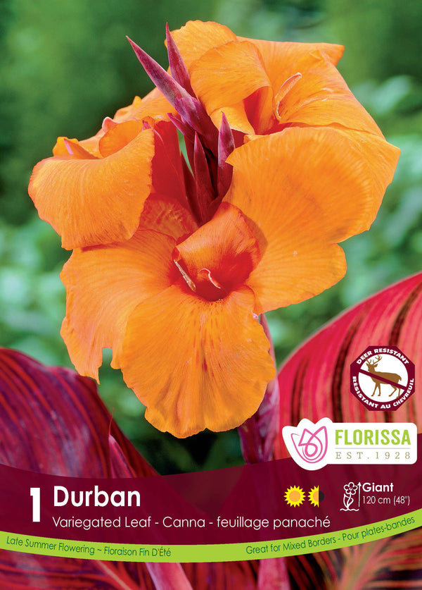 Canna 'Variegata Durban' (1 rhizome)