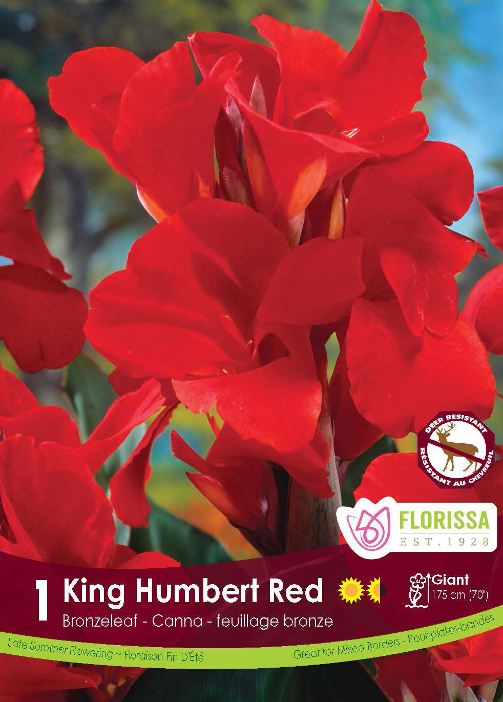 Canna ‘Red King Humbert’ ( Canna ) : des fleurs de canna rouge vif aux pétales larges. Le visuel Florissa présente la plante et son nom dans la partie inférieure de l’étiquette. La photographie occupe presque toute la surface, tandis que le bandeau du bas rassemble les indications du produit. Cette vue permet de reconnaître son apparence et de distinguer la variété présentée.