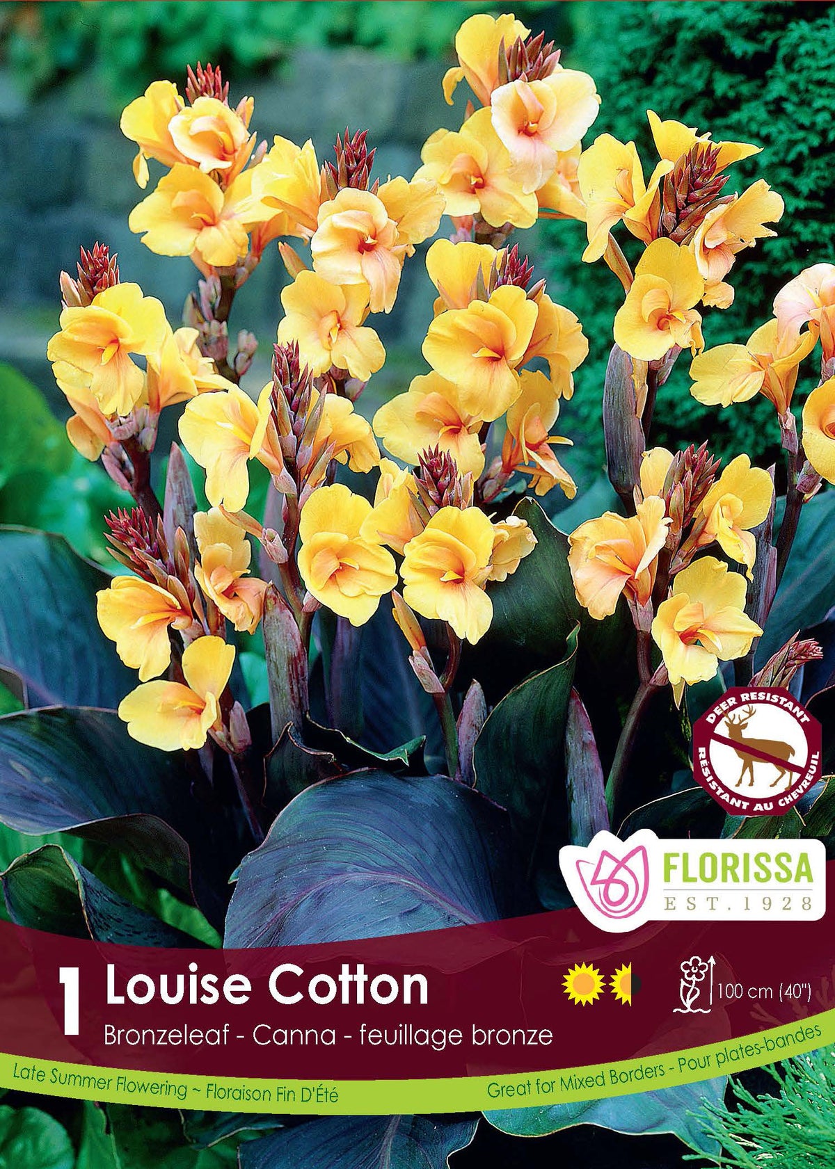 Canna ‘Louis Cottin’ ( Canna ) : des fleurs de canna jaune pâle au-dessus de feuilles pourprées. Le visuel Florissa présente la plante et son nom dans la partie inférieure de l’étiquette. La photographie occupe presque toute la surface, tandis que le bandeau du bas rassemble les indications du produit. Cette vue permet de reconnaître son apparence et de distinguer la variété présentée.